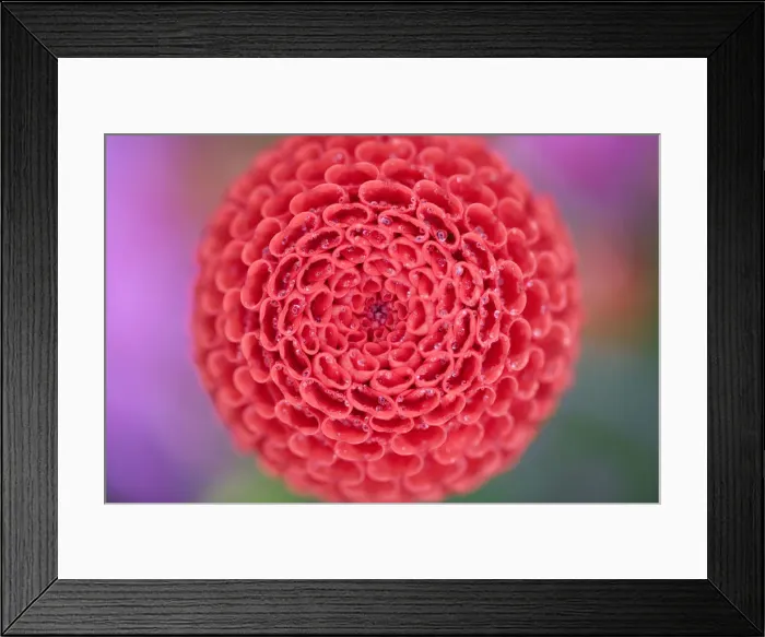 Framed Print : Pom Pom. Pom-pom dahlia Framed Print : Pom Pom. Pom-pom dahlia