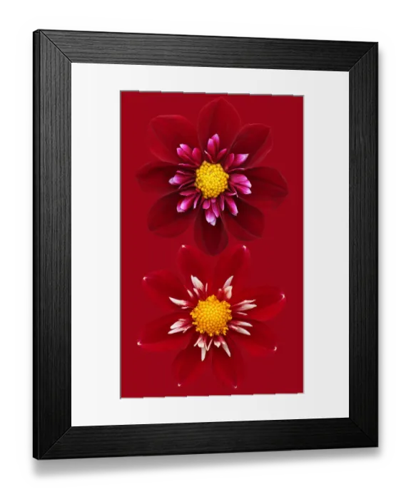 Framed Print : Collarettes Framed Print : Collarettes
