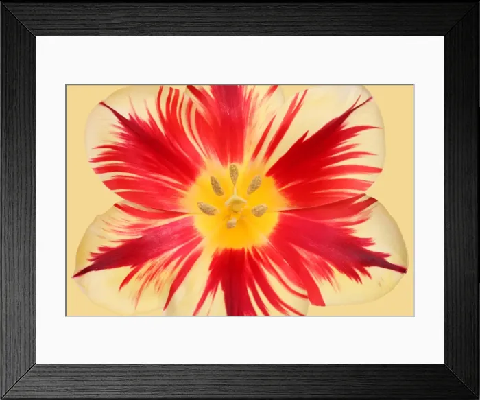Framed Print : Adonis. Tulip Adonis Framed Print : Adonis. Tulip Adonis