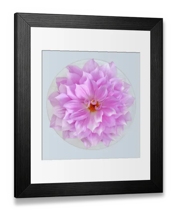 Framed Print : Purple Explosion Framed Print : Purple Explosion