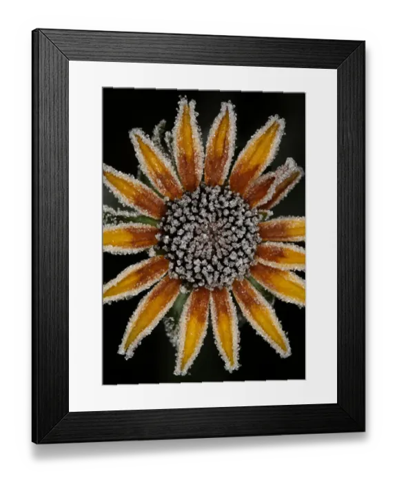 Framed Print : Frost Flower Framed Print : Frost Flower