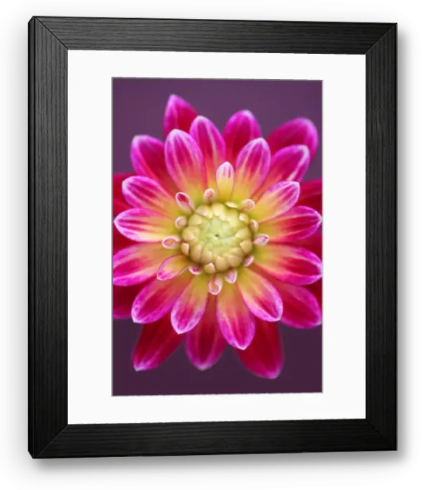 Framed Print : Procyon. Dahlia Procyon Framed Print : Procyon. Dahlia Procyon
