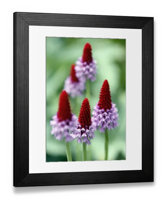 Framed Print : Primula vialli Framed Print : Primula vialli