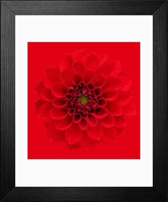 Framed Print : Red Dahlia