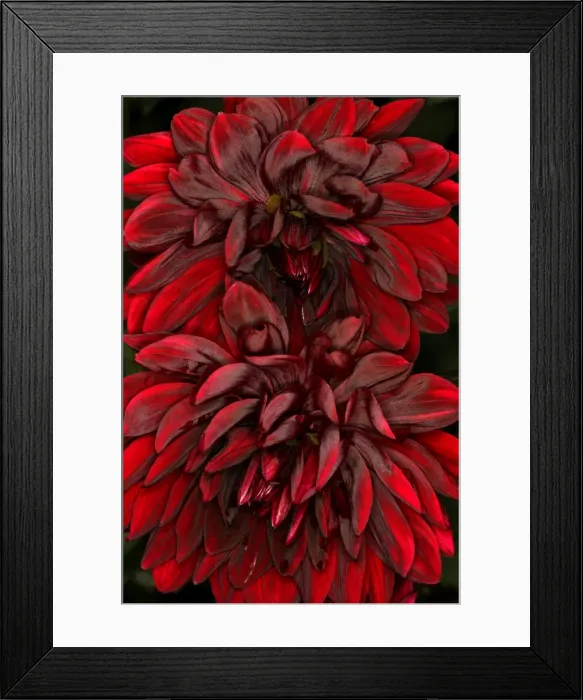 Framed Print : Dark Dahlias Framed Print : Dark Dahlias