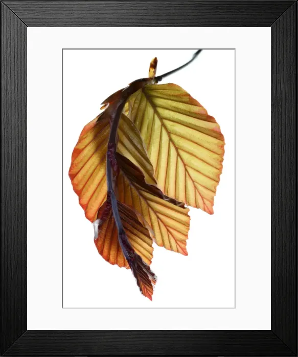 Framed Print : Beech. New copper beech leaves Framed Print : Beech. New copper beech leaves