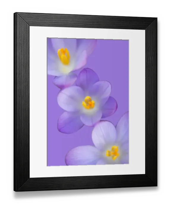 Framed Print : Crocus Framed Print : Crocus