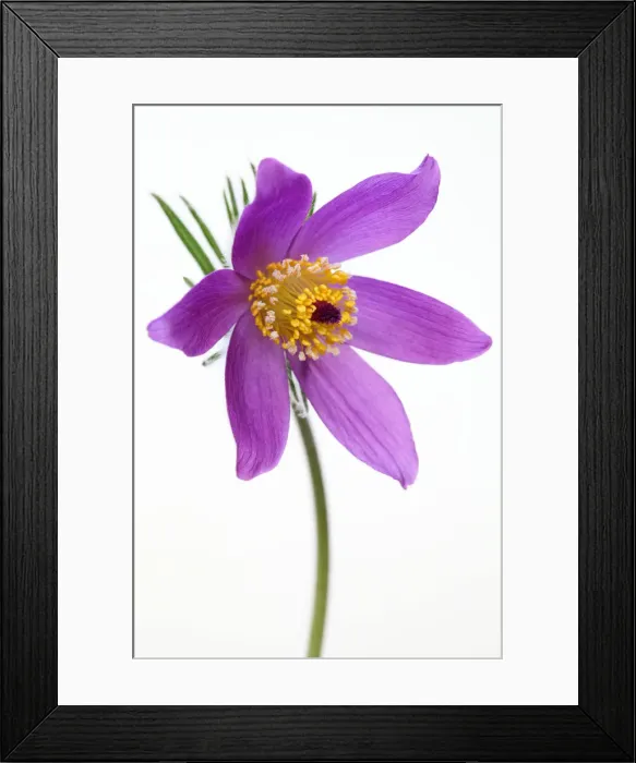 Framed Print : Anemone. Pulsatilla vulgaris Framed Print : Anemone. Pulsatilla vulgaris