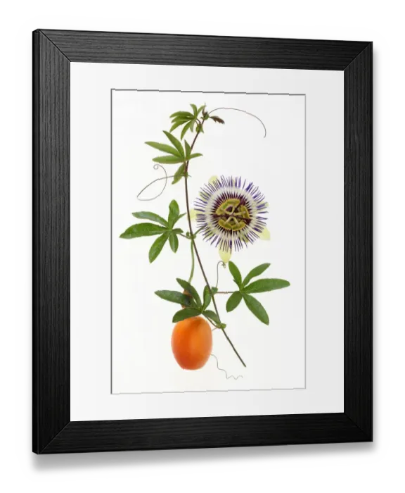 Framed Print : Passion fruit and flower Framed Print : Passion fruit and flower