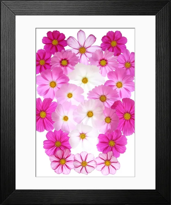 Framed Print : Cosmos flowers Framed Print : Cosmos flowers