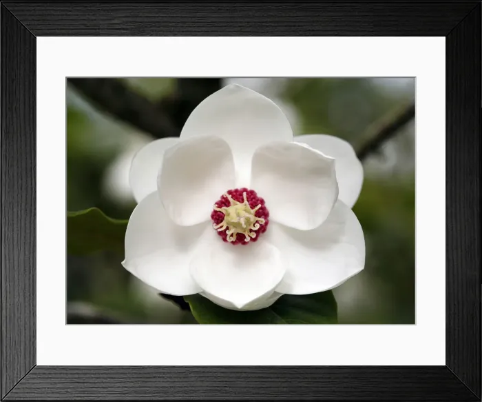 Framed Print : Magnolia wilsonii at Heligan Framed Print : Magnolia wilsonii at Heligan