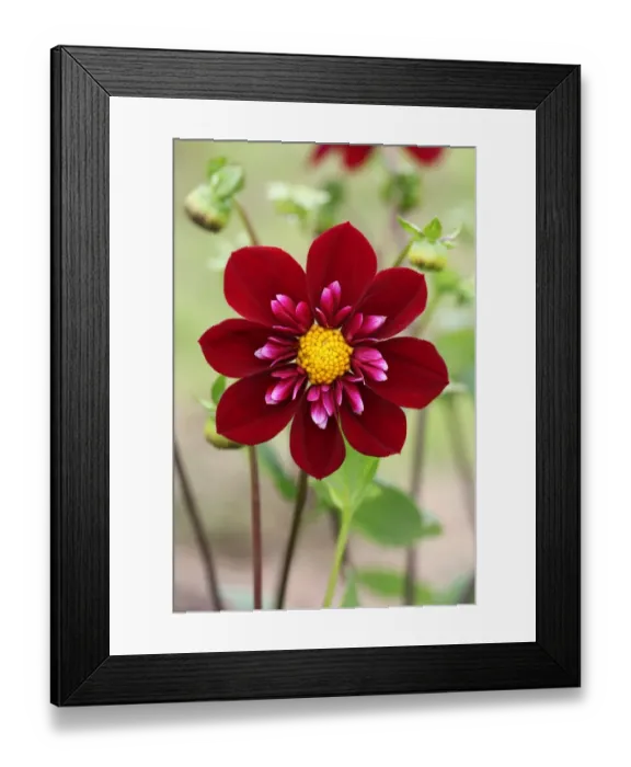 Framed Print : Hillcrest Regal Framed Print : Hillcrest Regal