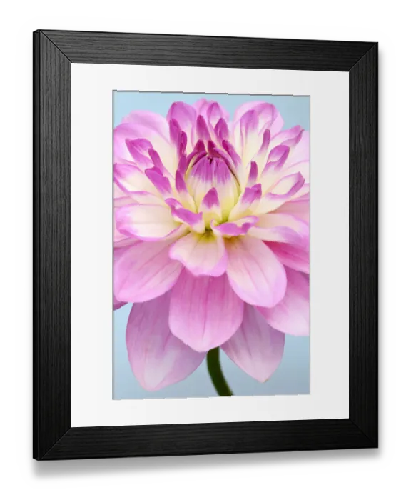 Framed Print : Nepos. Dahlia Framed Print : Nepos. Dahlia