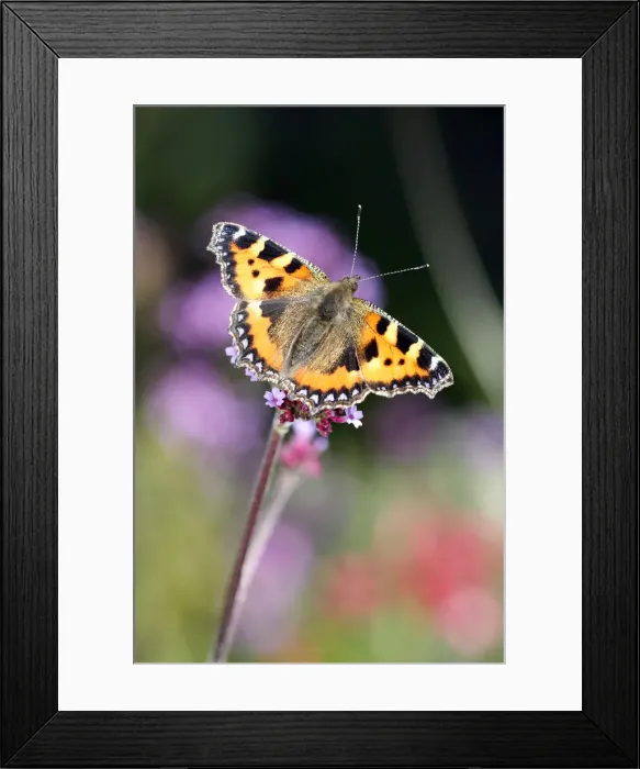 Framed Print : Small Tortoiseshell Framed Print : Small Tortoiseshell