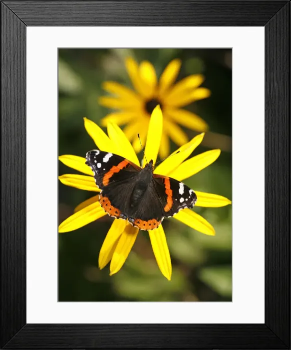 Framed Print : Red Admiral Framed Print : Red Admiral
