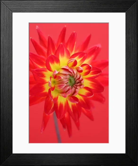 Framed Print : Karma Bon Bini Framed Print : Karma Bon Bini
