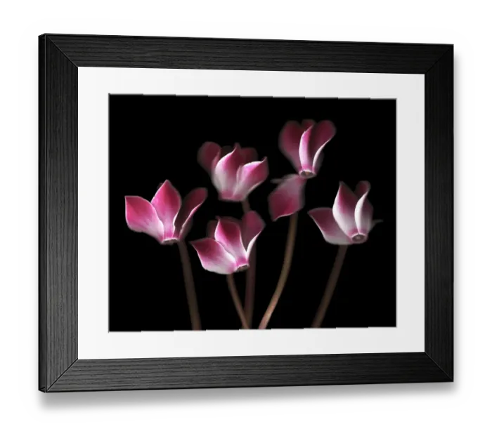 Framed Print : Cyclamen. Scanned cyclamen Framed Print : Cyclamen. Scanned cyclamen