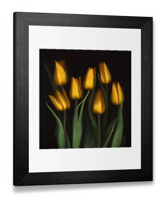 Framed Print : Tulips Framed Print : Tulips