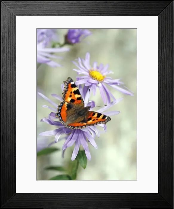 Framed Print : Tortoiseshell Framed Print : Tortoiseshell