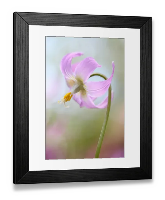 Framed Print : Erythronium Framed Print : Erythronium