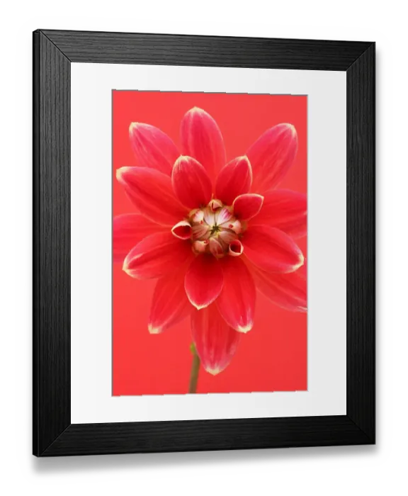 Framed Print : Garden Festival Framed Print : Garden Festival