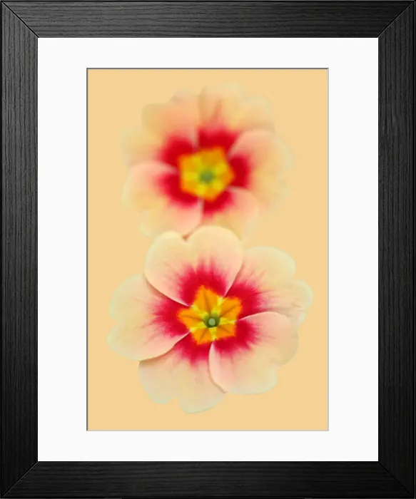 Framed Print : Peachy Poly Framed Print : Peachy Poly