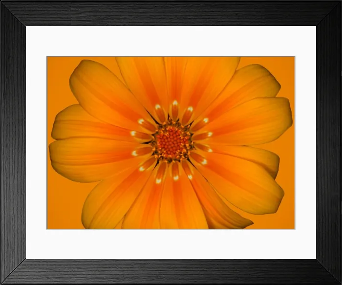 Framed Print : Gazania. At Sissinghurst Framed Print : Gazania. At Sissinghurst