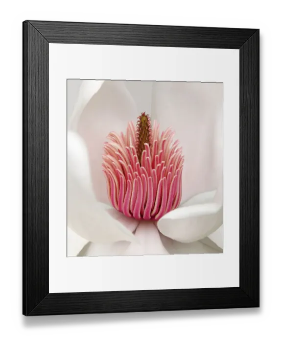 Framed Print : Magnolia campbellii Framed Print : Magnolia campbellii