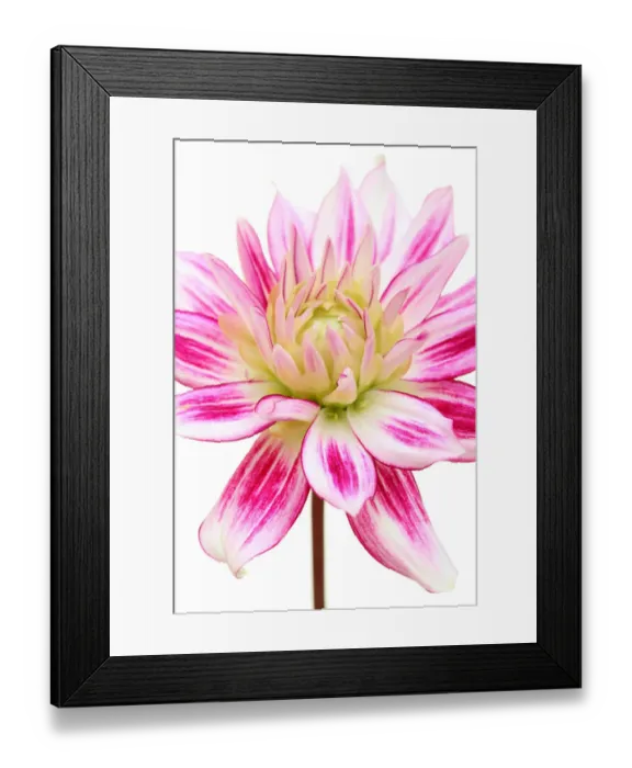 Framed Print : Lilac Shadow Framed Print : Lilac Shadow