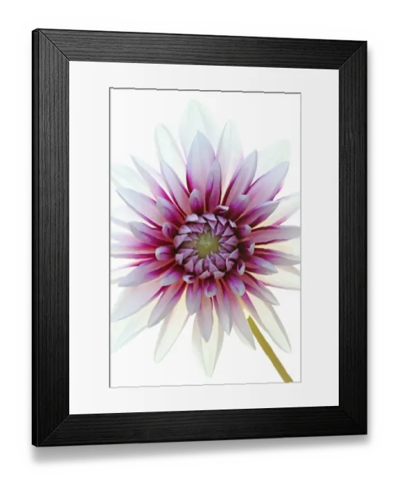 Framed Print : Dahlia Framed Print : Dahlia