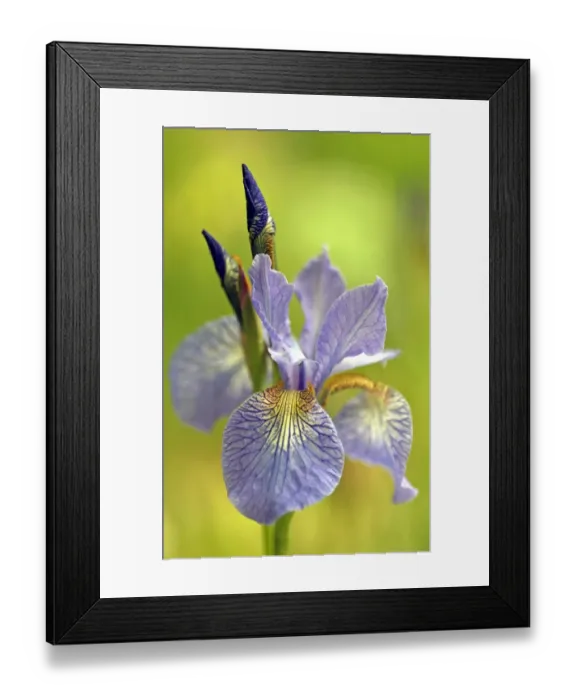 Framed Print : Iris sibirica at The Eden Project Framed Print : Iris sibirica at The Eden Project