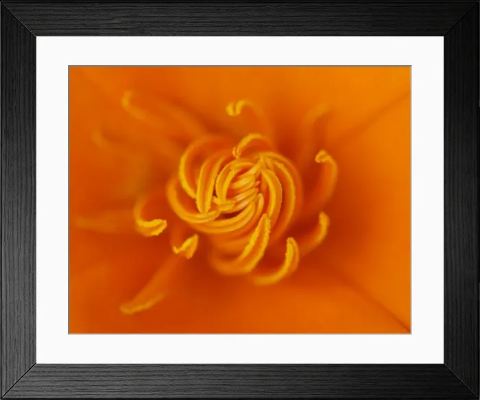 Framed Print : Poppy. Orange Californian poppy Framed Print : Poppy. Orange Californian poppy