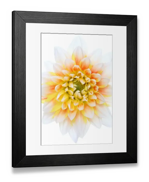 Framed Print : Dahlia Lady Darlene Framed Print : Dahlia Lady Darlene