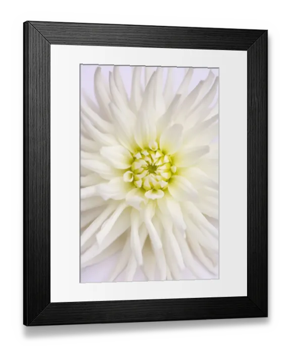 Framed Print : White Dahlia Framed Print : White Dahlia