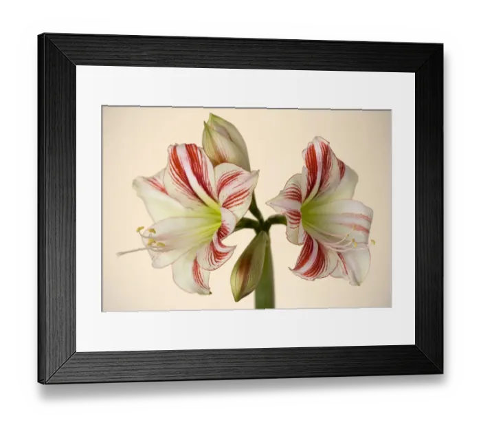 Framed Print : Amaryllis. Cut stem from the florist Framed Print : Amaryllis. Cut stem from the florist