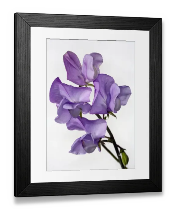 Framed Print : Sweet Pea. In the sunny garden Framed Print : Sweet Pea. In the sunny garden