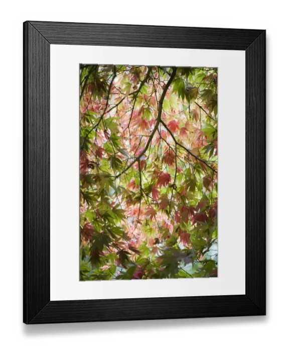 Framed Print : Acer glade Framed Print : Acer glade