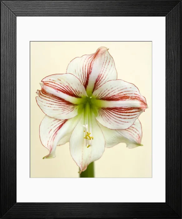 Framed Print : Single. Amaryllis Picotee Framed Print : Single. Amaryllis Picotee