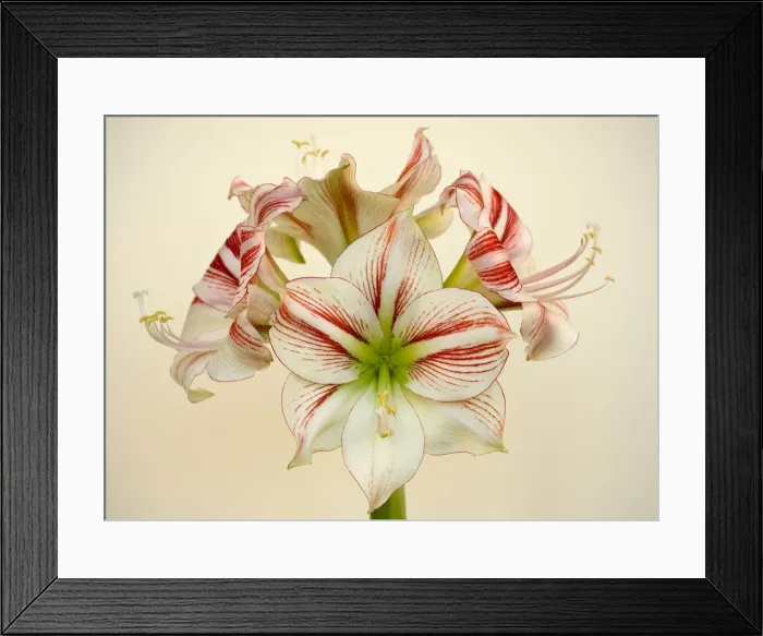Framed Print : Full bloom Framed Print : Full bloom