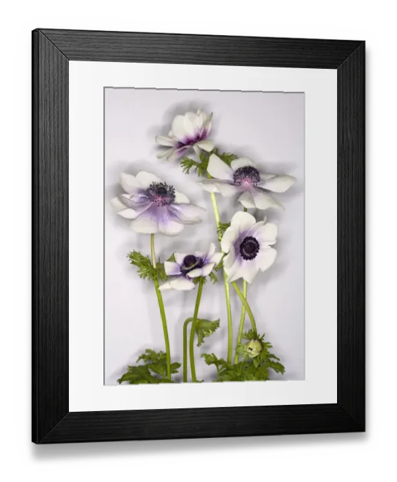 Framed Print : Harmony Framed Print : Harmony
