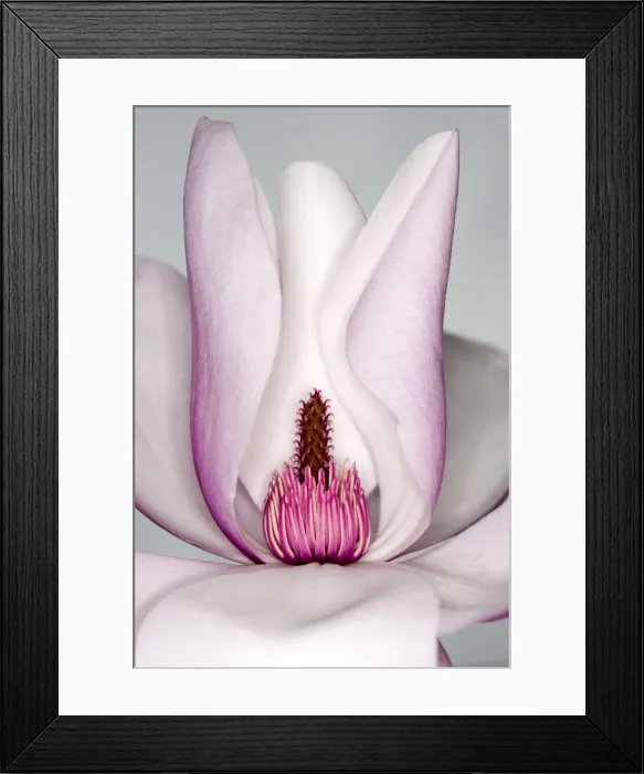 Framed Print : Magnolia Framed Print : Magnolia