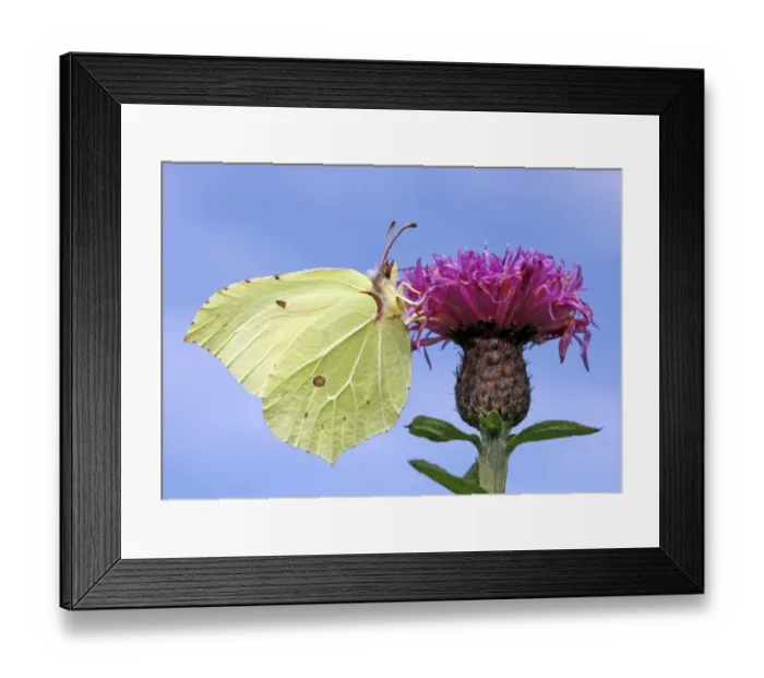 Framed Print : Brimstone. On knapweed at Andrews Wood, Modbury