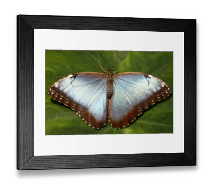 Framed Print : Butterflie Framed Print : Butterflie