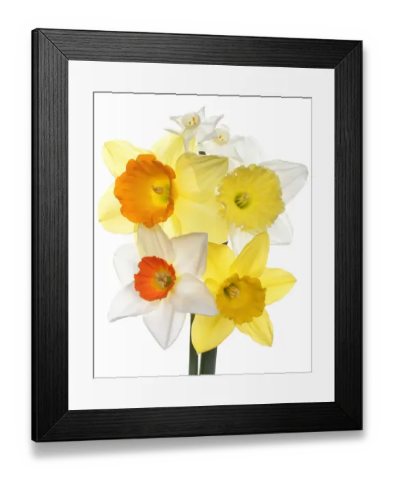 Framed Print : Daffodils. A selection of spring daffodils from the garden Framed Print : Daffodils. A selection of spring daffodils from the garden