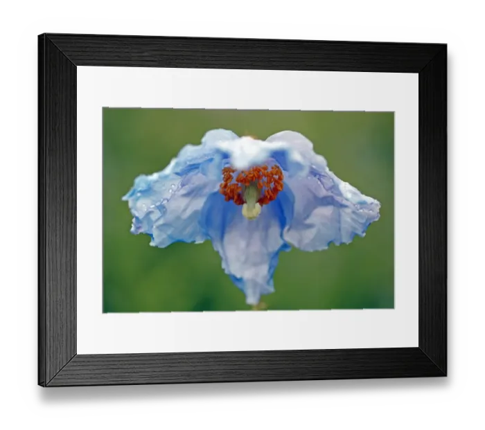 Framed Print : Himalayan Poppy Framed Print : Himalayan Poppy