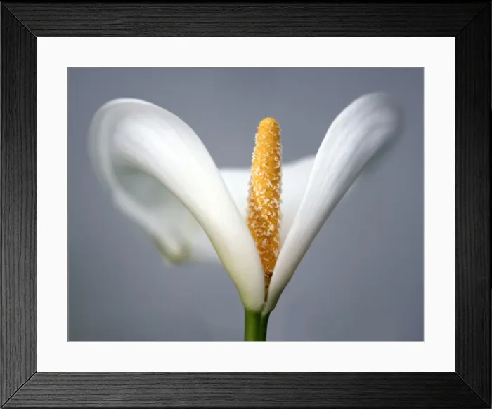 Framed Print : Arum Framed Print : Arum