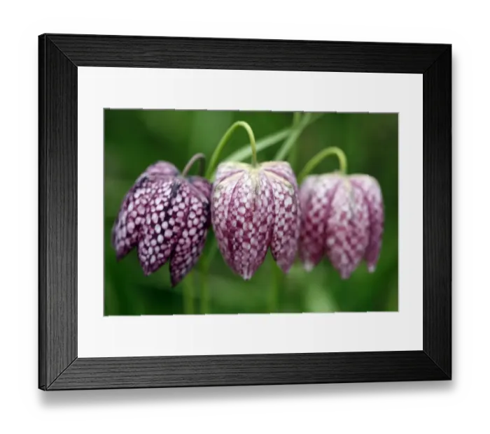 Framed Print : Snakes Heads