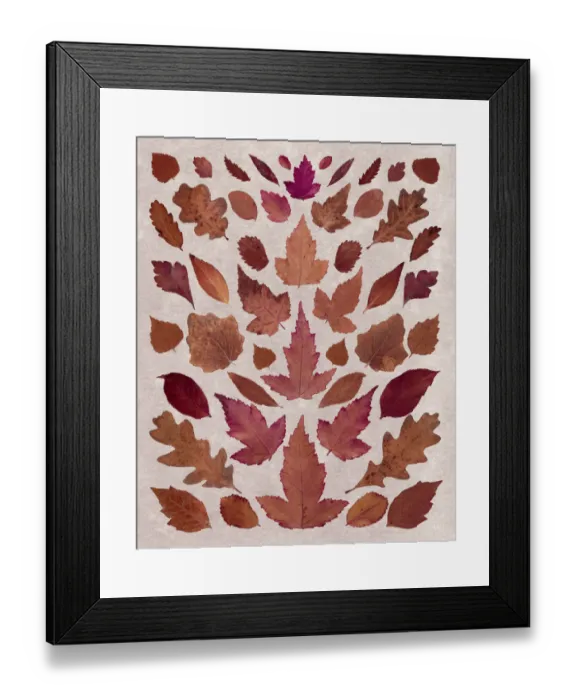 Framed Print : Fall Leaf Arrangement Framed Print : Fall Leaf Arrangement