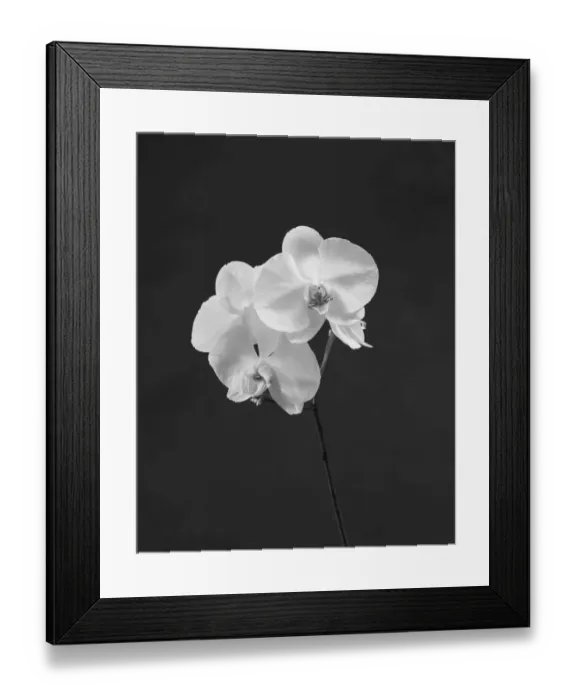 Framed Print : Orchid flowers against grey background, close-up Framed Print : Orchid flowers against grey background, close-up