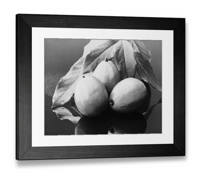 Framed Print : Fresh mangoes Framed Print : Fresh mangoes